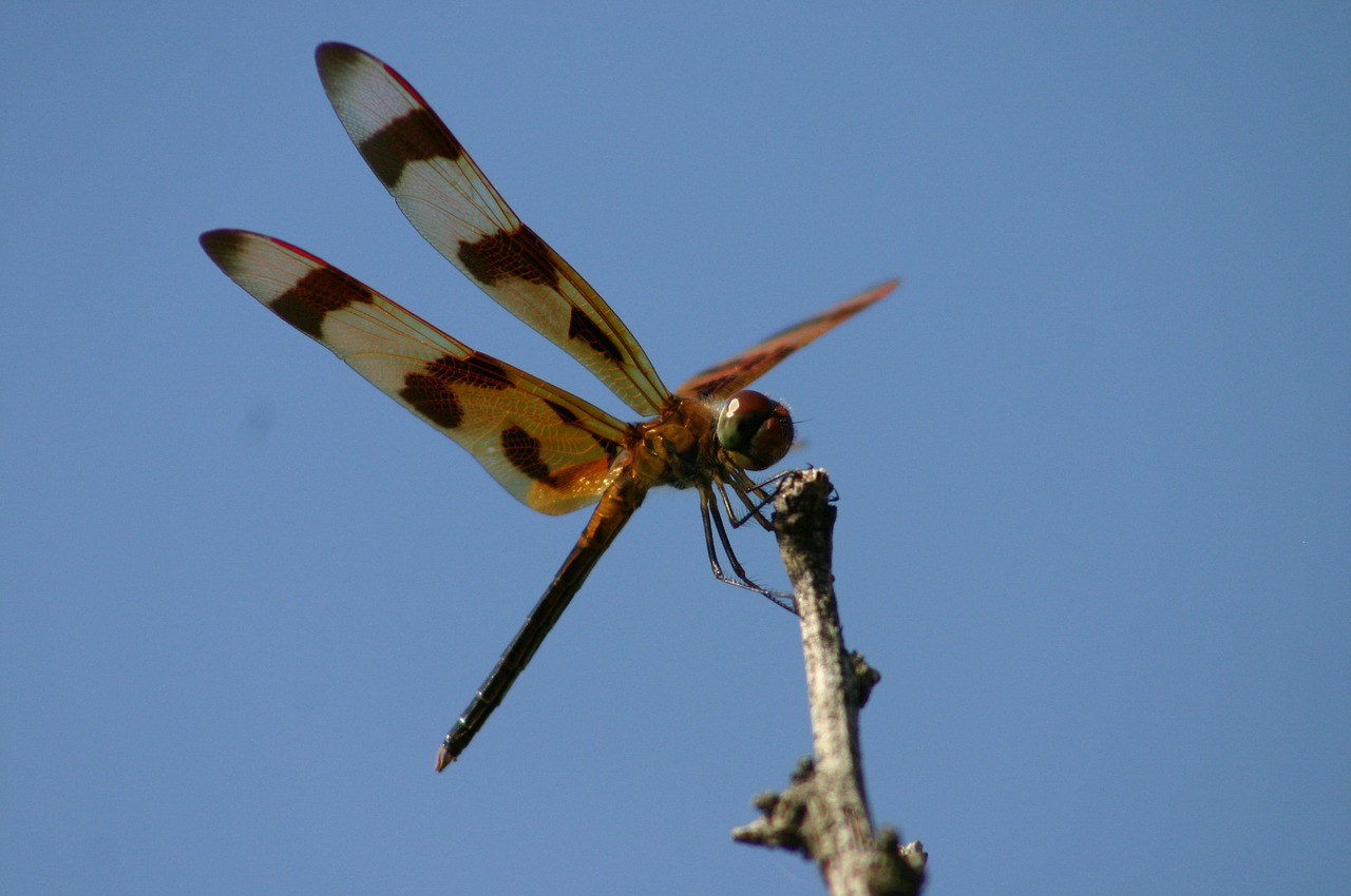 dragon fly insect free photo