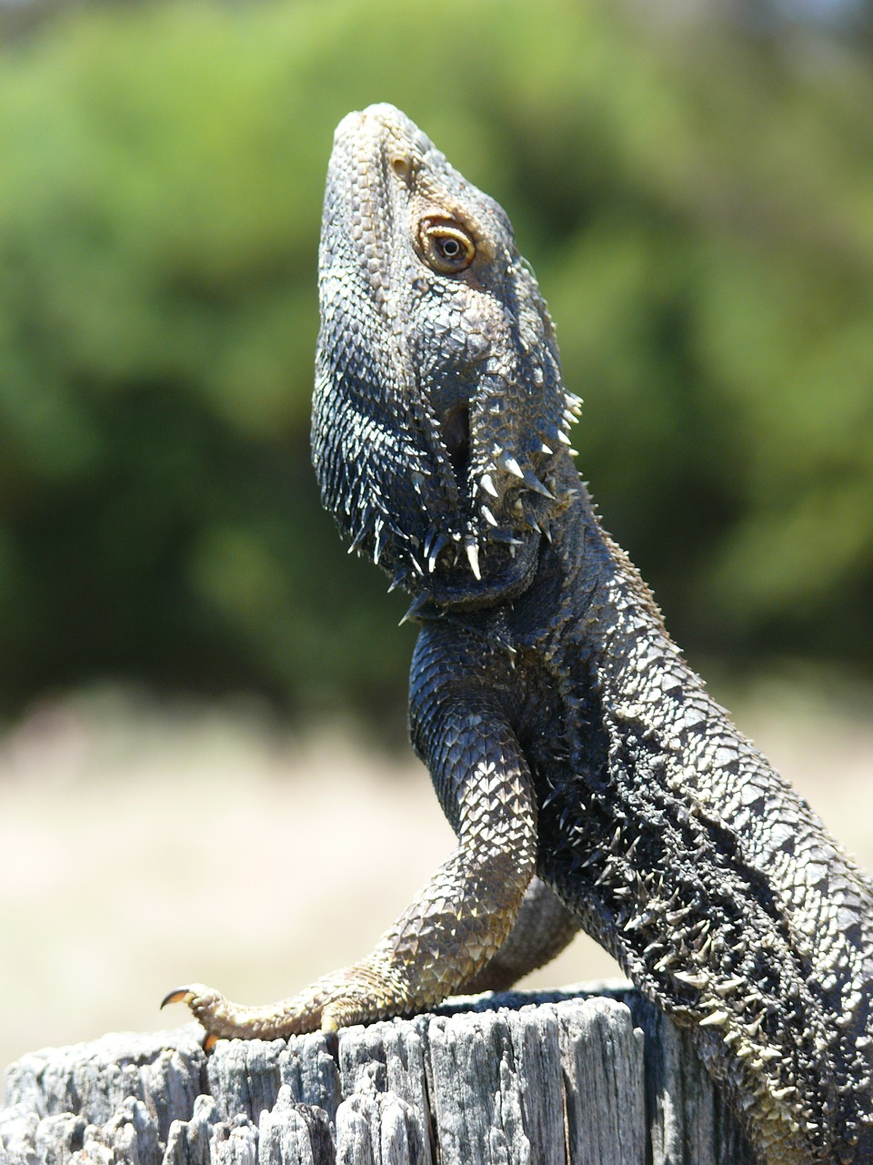 dragon lizard reptile free photo