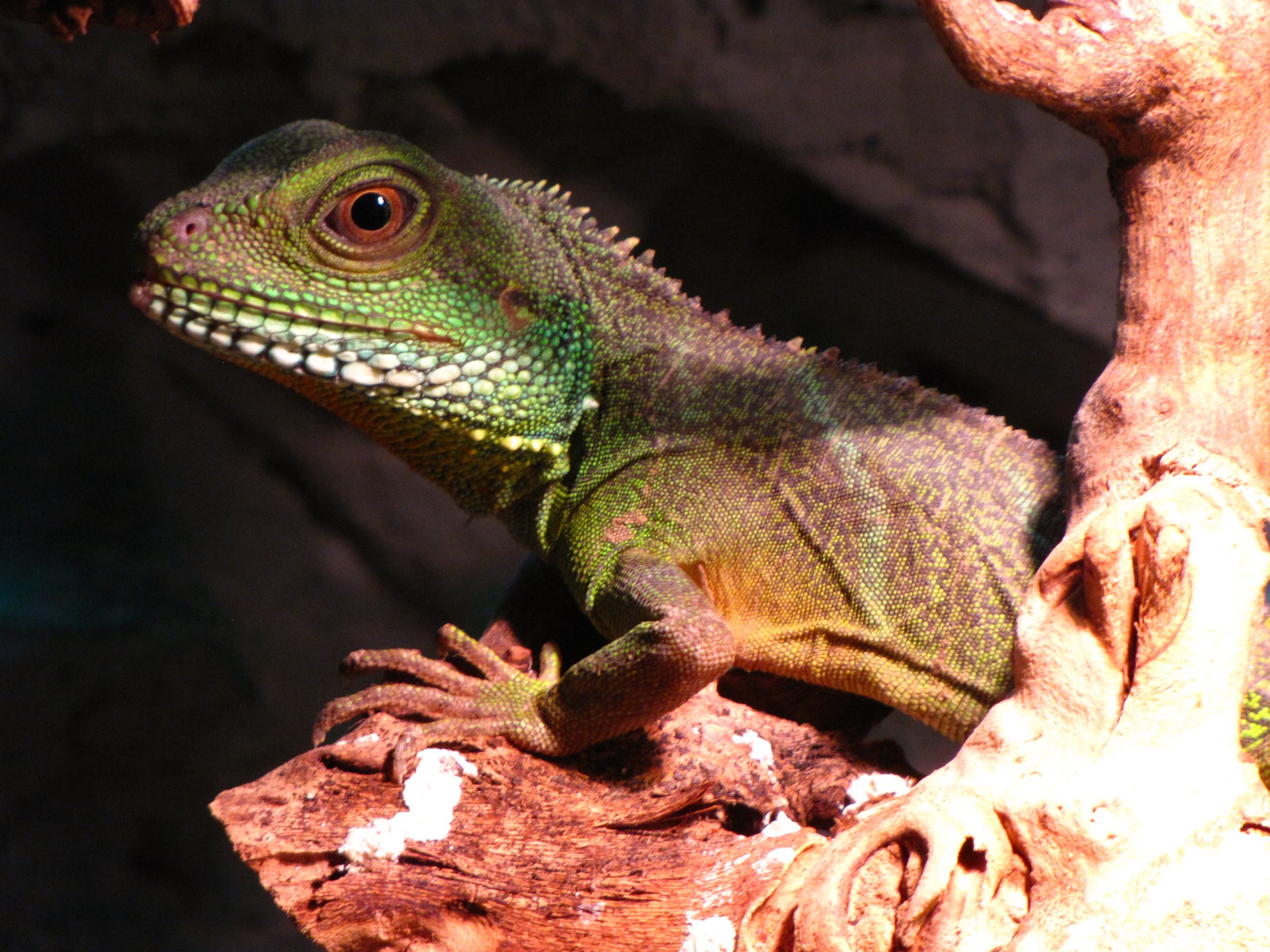 dragon water lizard portrait free photo