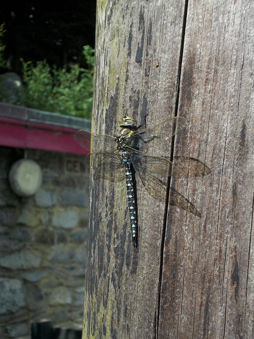 dragon fly insect summer free photo