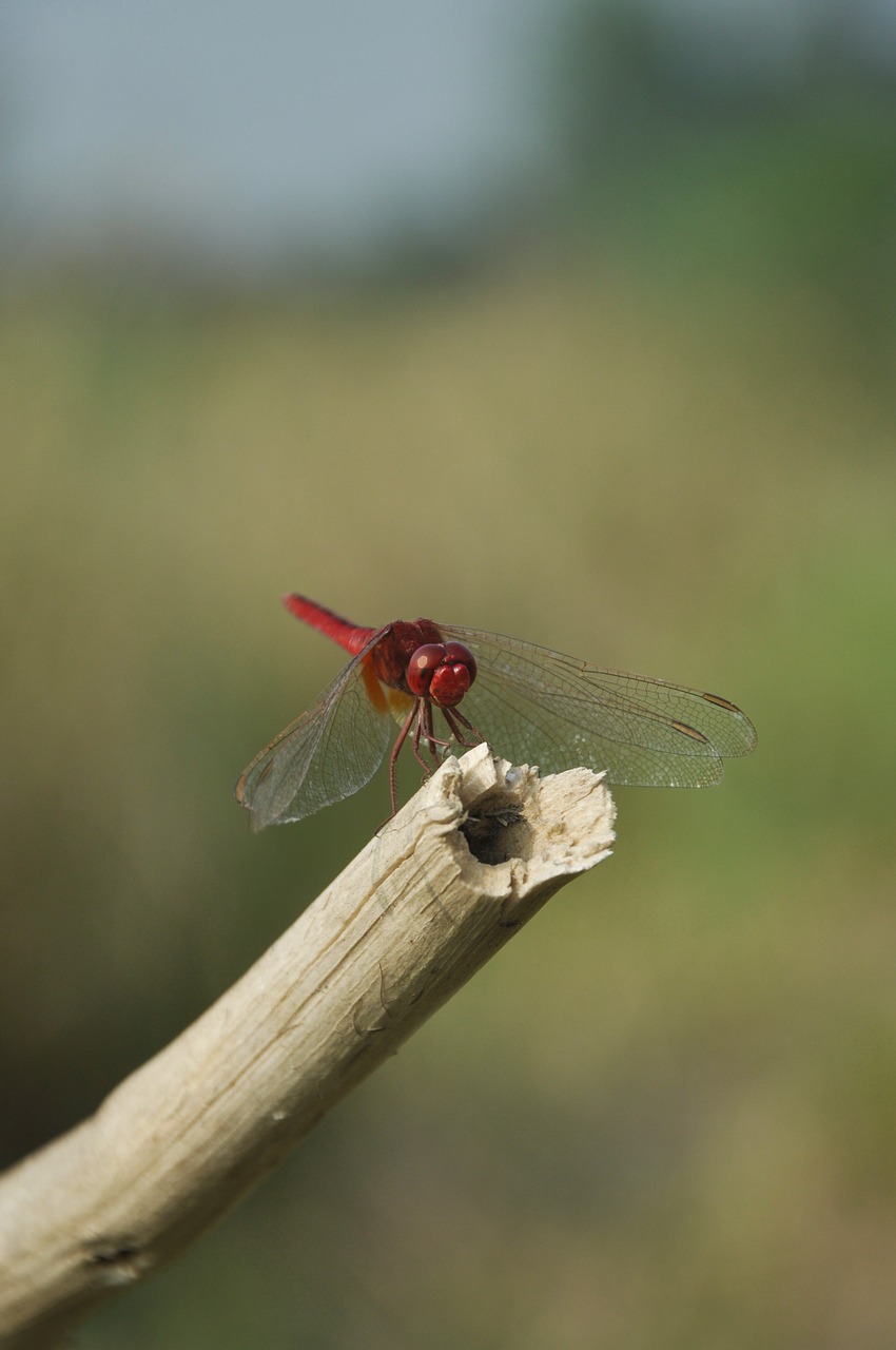 dragon fly nature incects free photo