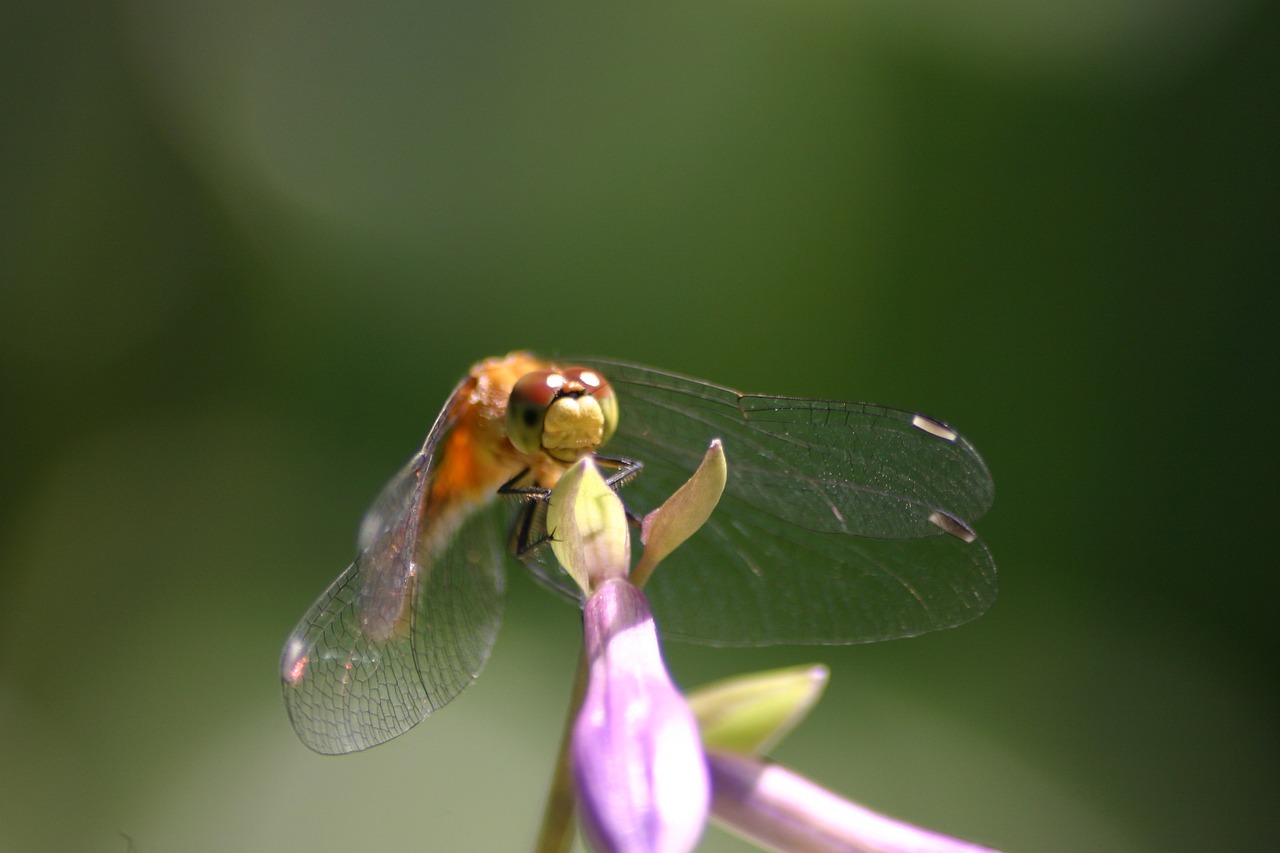 dragon fly hosta summer free photo