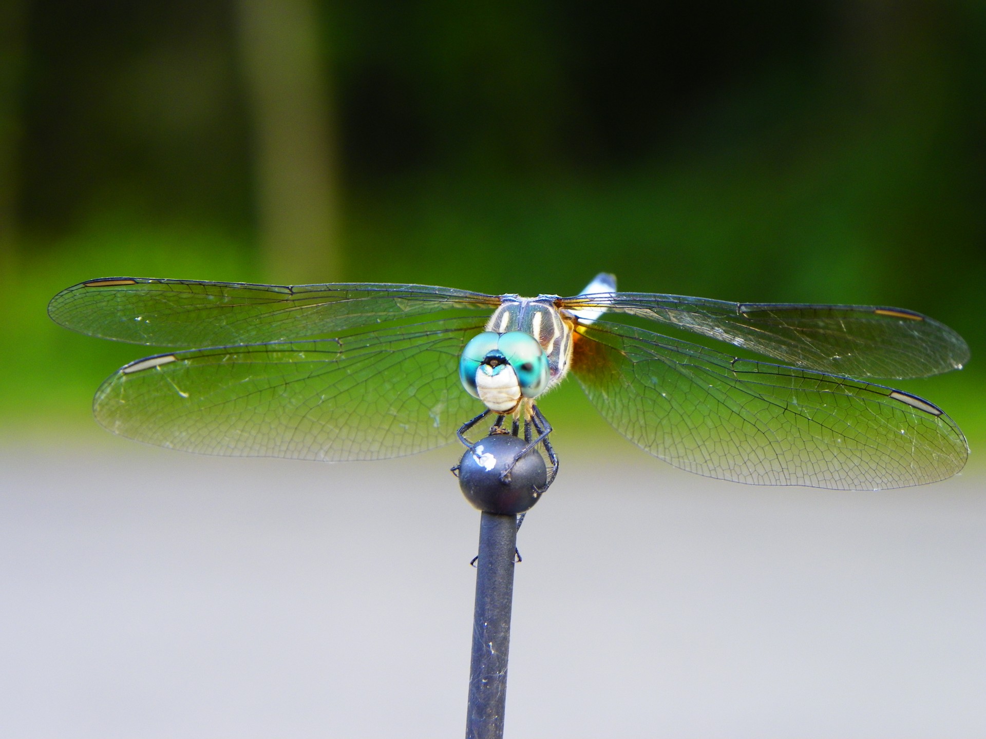 dragon fly dragon fly free photo