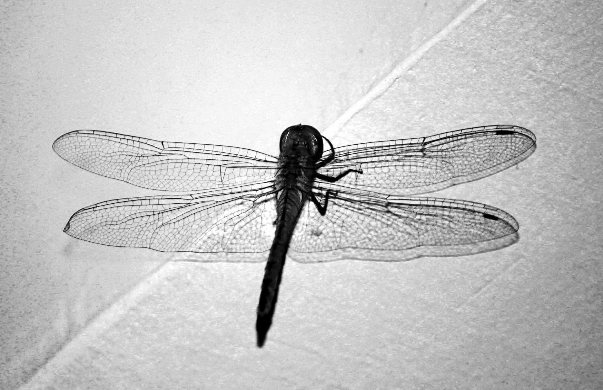 dragon fly fly wings free photo