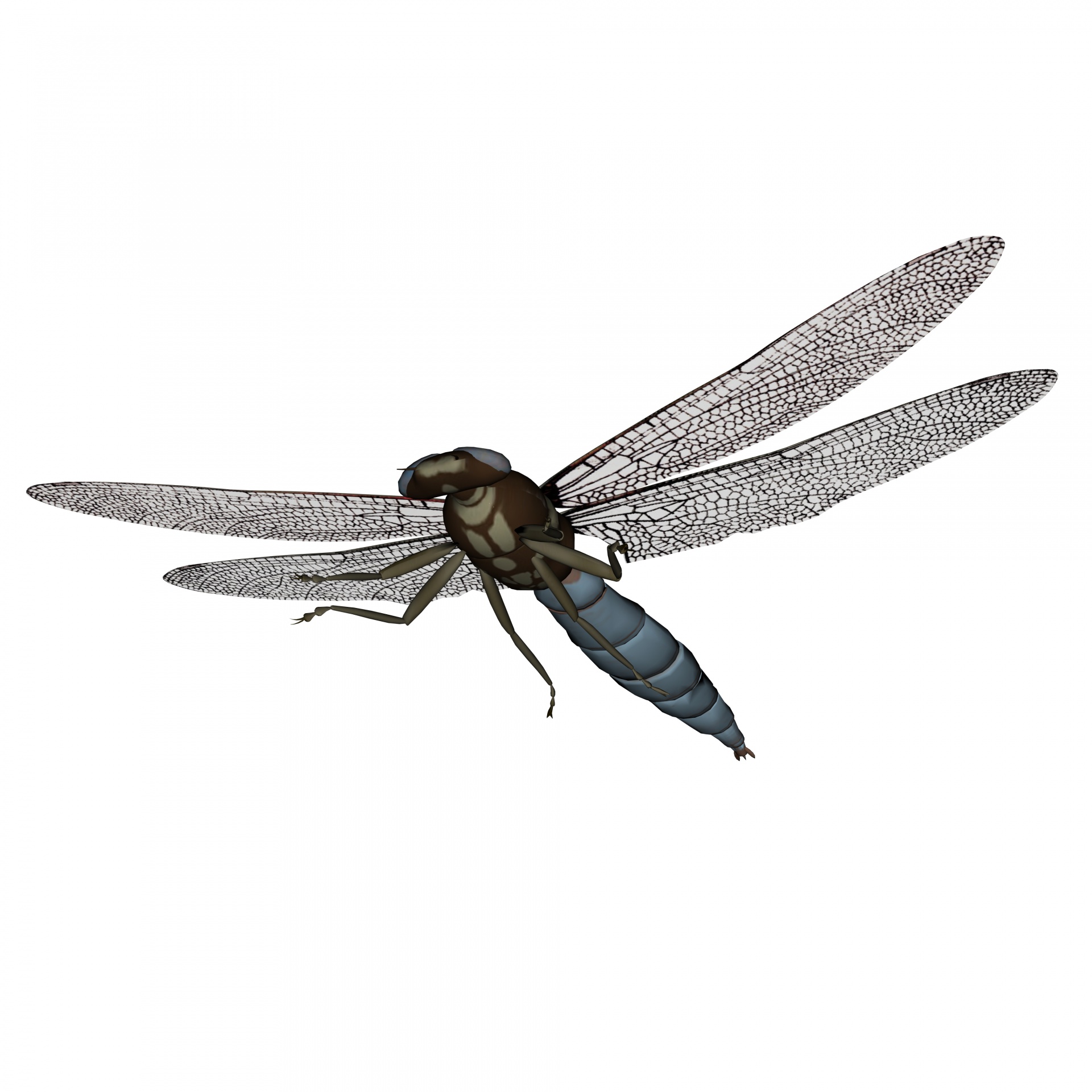 dragon fly isolated white free photo