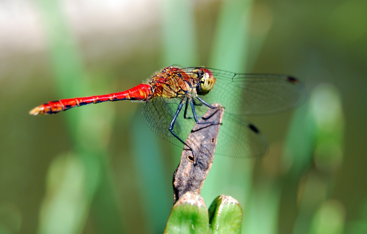 dragon-fly insect red free photo