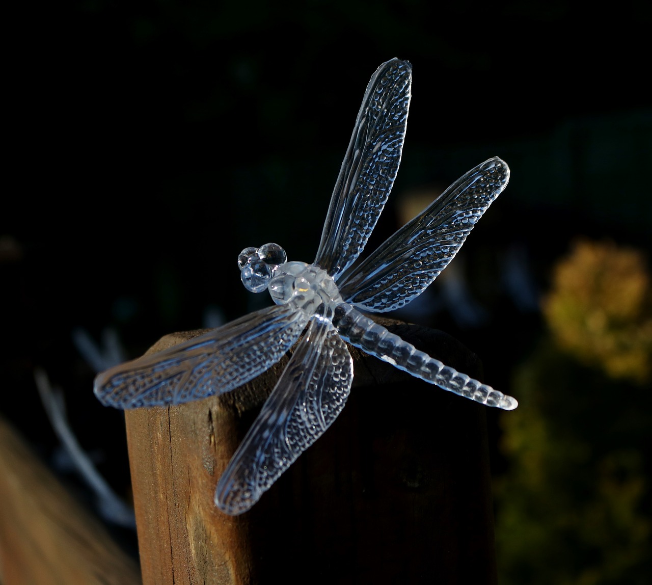dragon fly solar light garden free photo