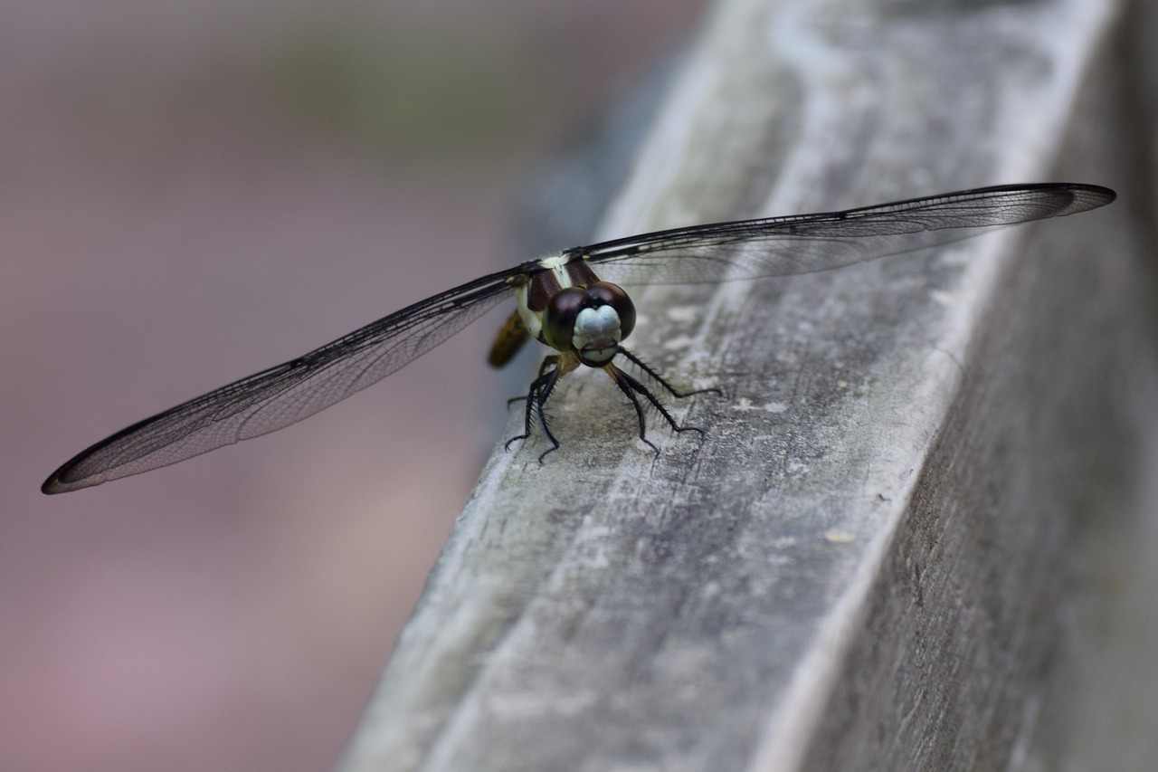 dragon fly insect flying insect free photo