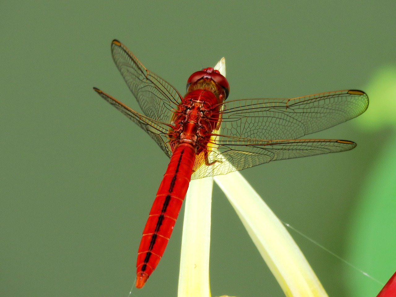 dragon fly red single free photo