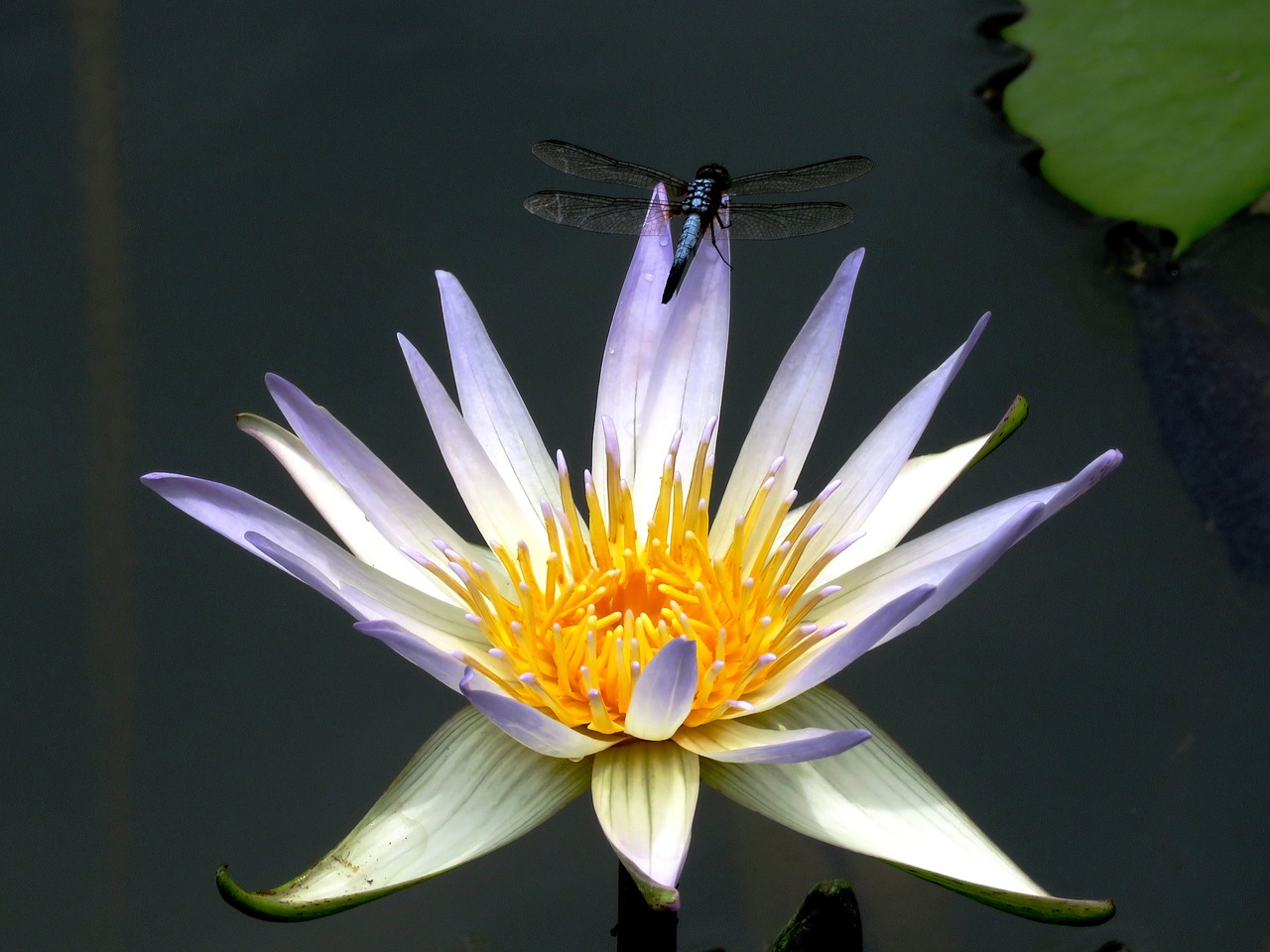dragon fly lily flower free photo