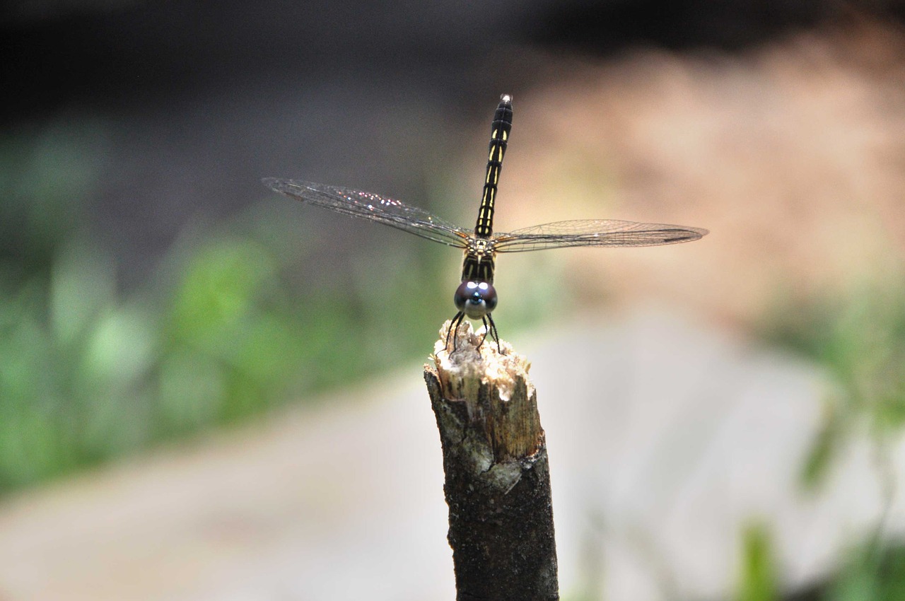 dragon fly insect fly free photo