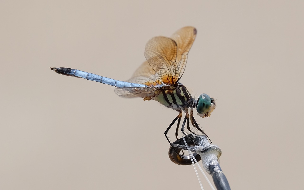 dragon fly insect macro free photo