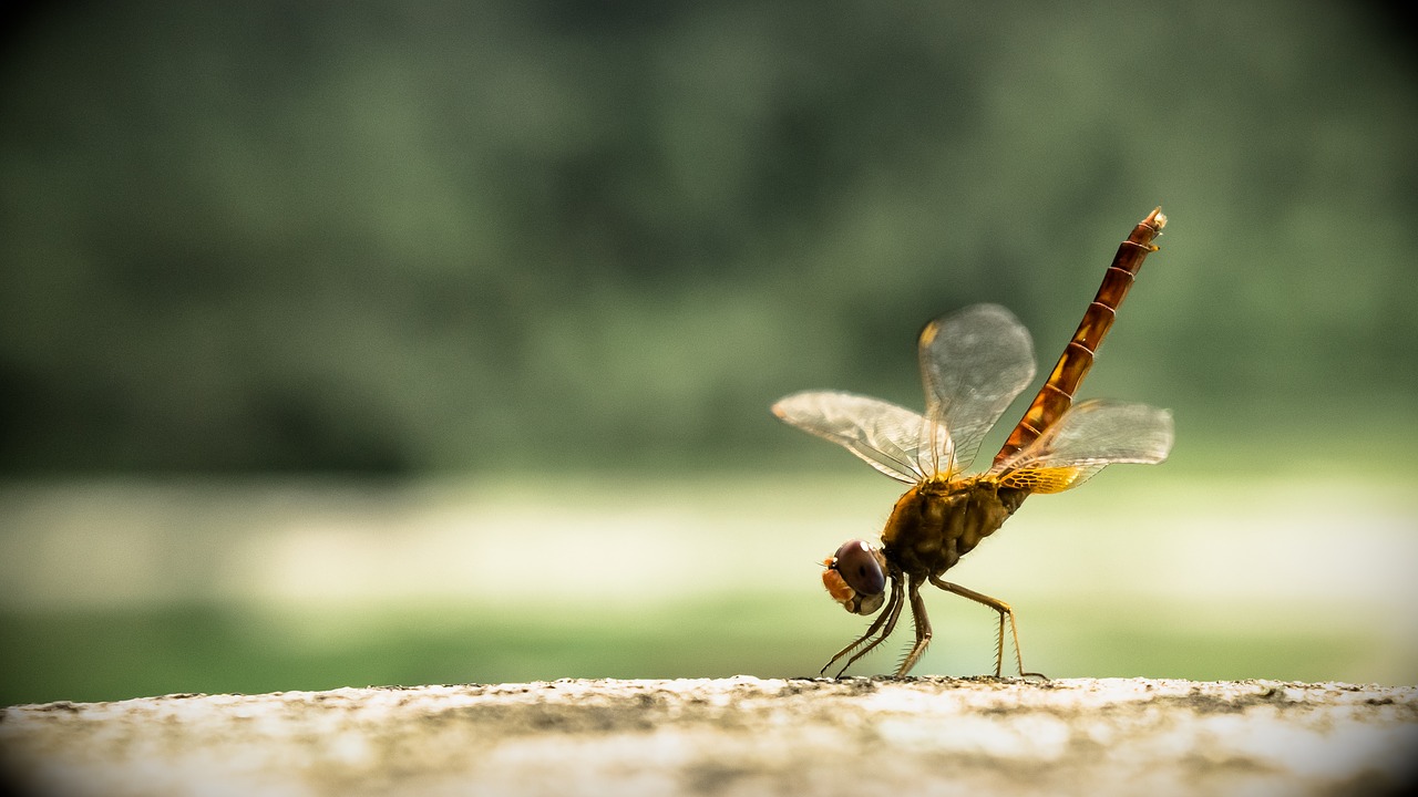 dragon fly insect dragonfly free photo