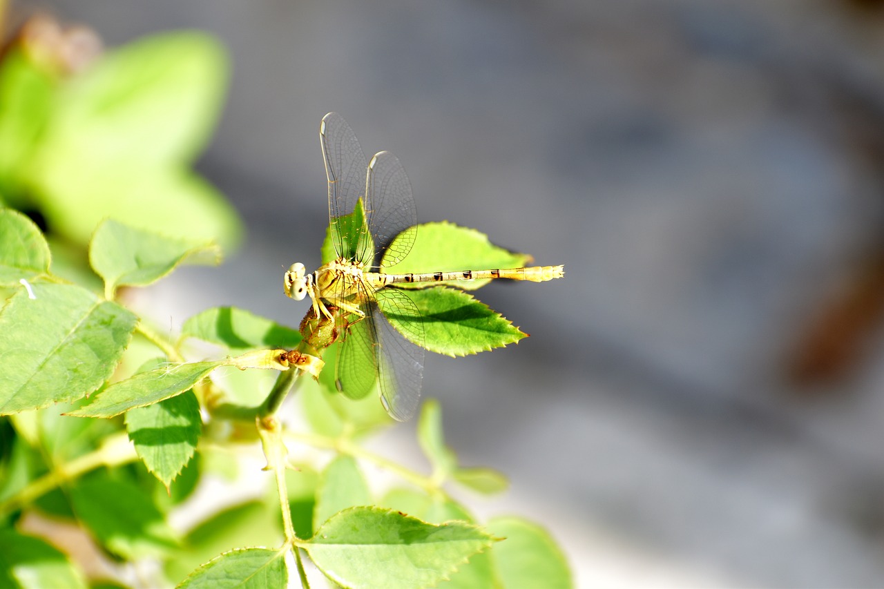 dragon fly hover fly insect free photo