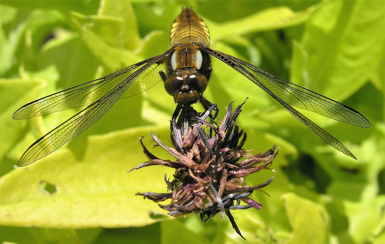 dragon fly insect nature free photo