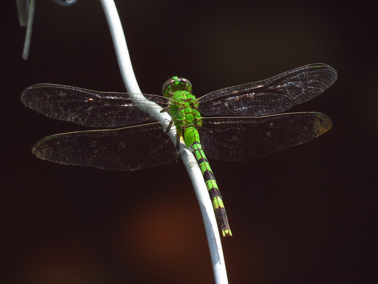 dragon fly dragonfly insects free photo