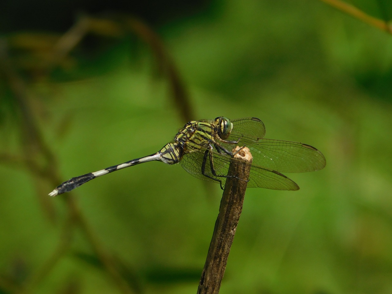 dragon fly stream nature free photo