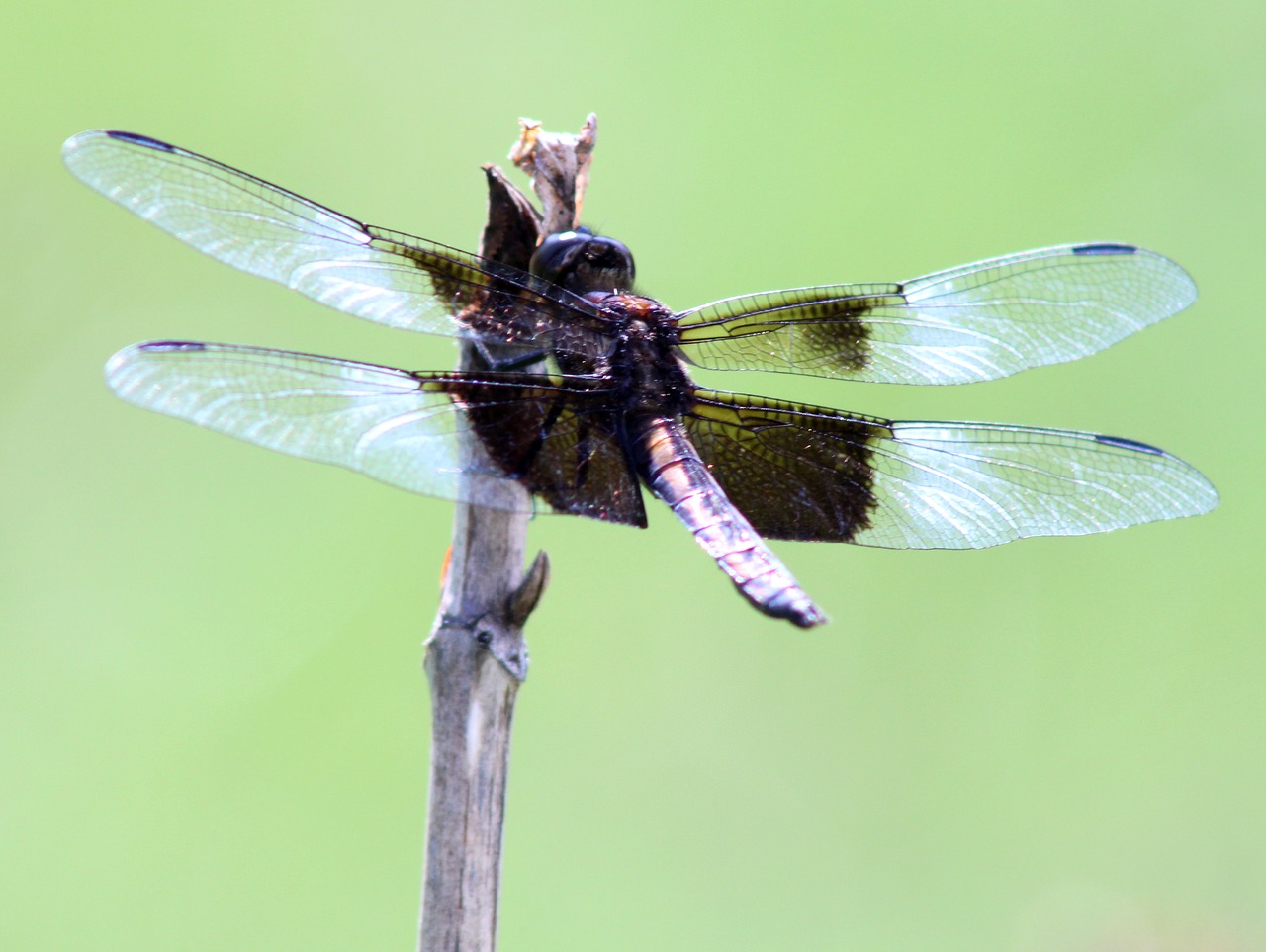 dragon fly  dragonfly  wings free photo