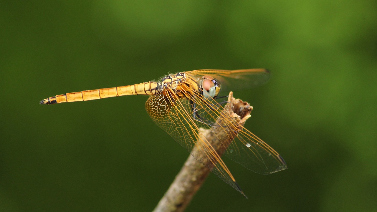 dragon fly  black  yellow free photo