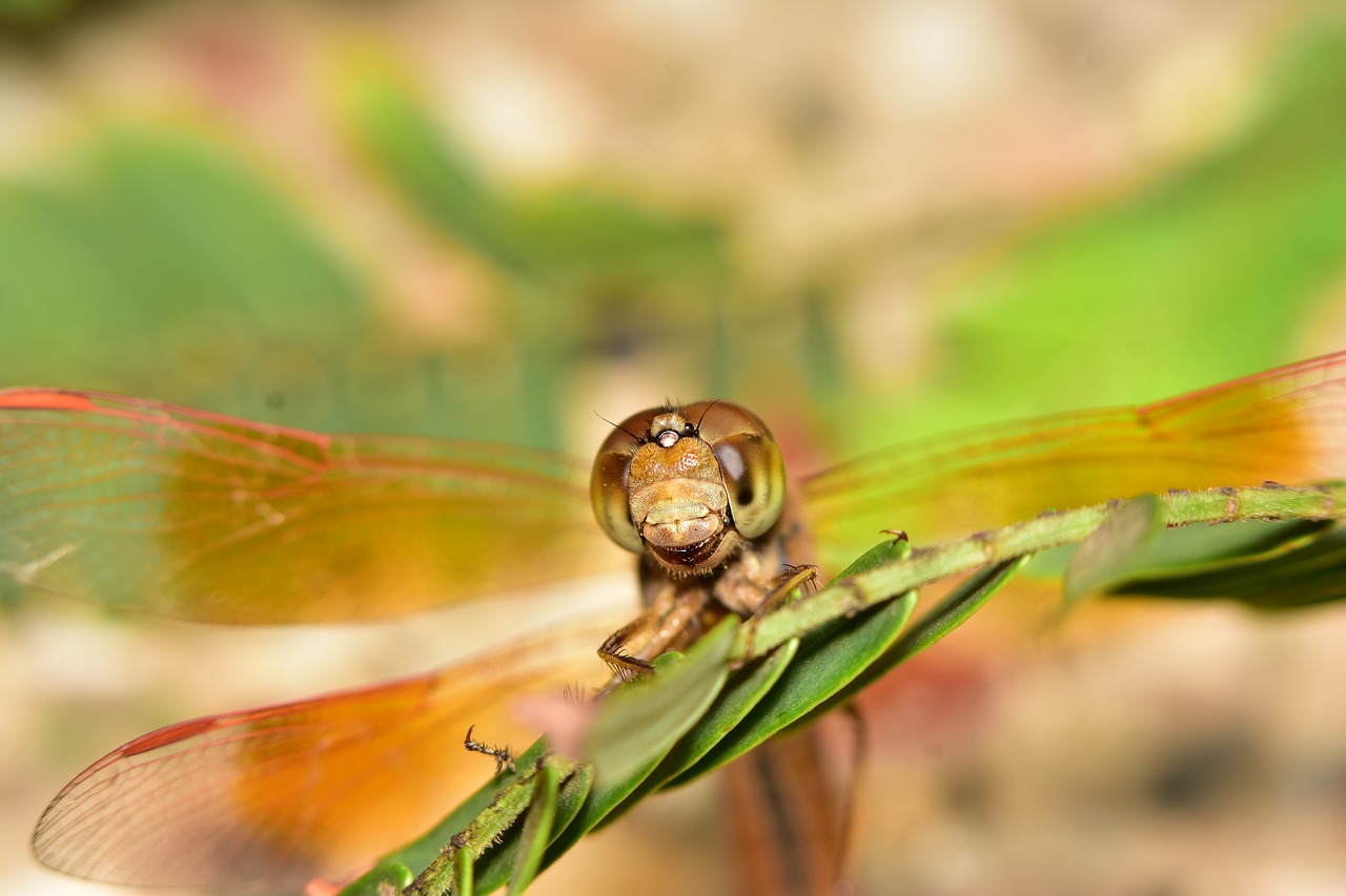 dragon fly  close up  macro free photo