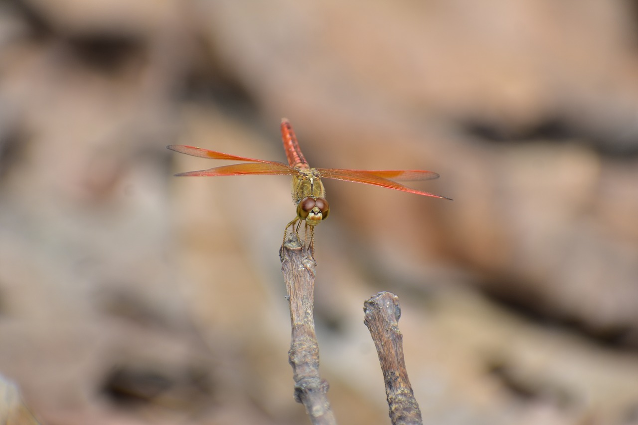 dragon fly  macro close up  nature free photo