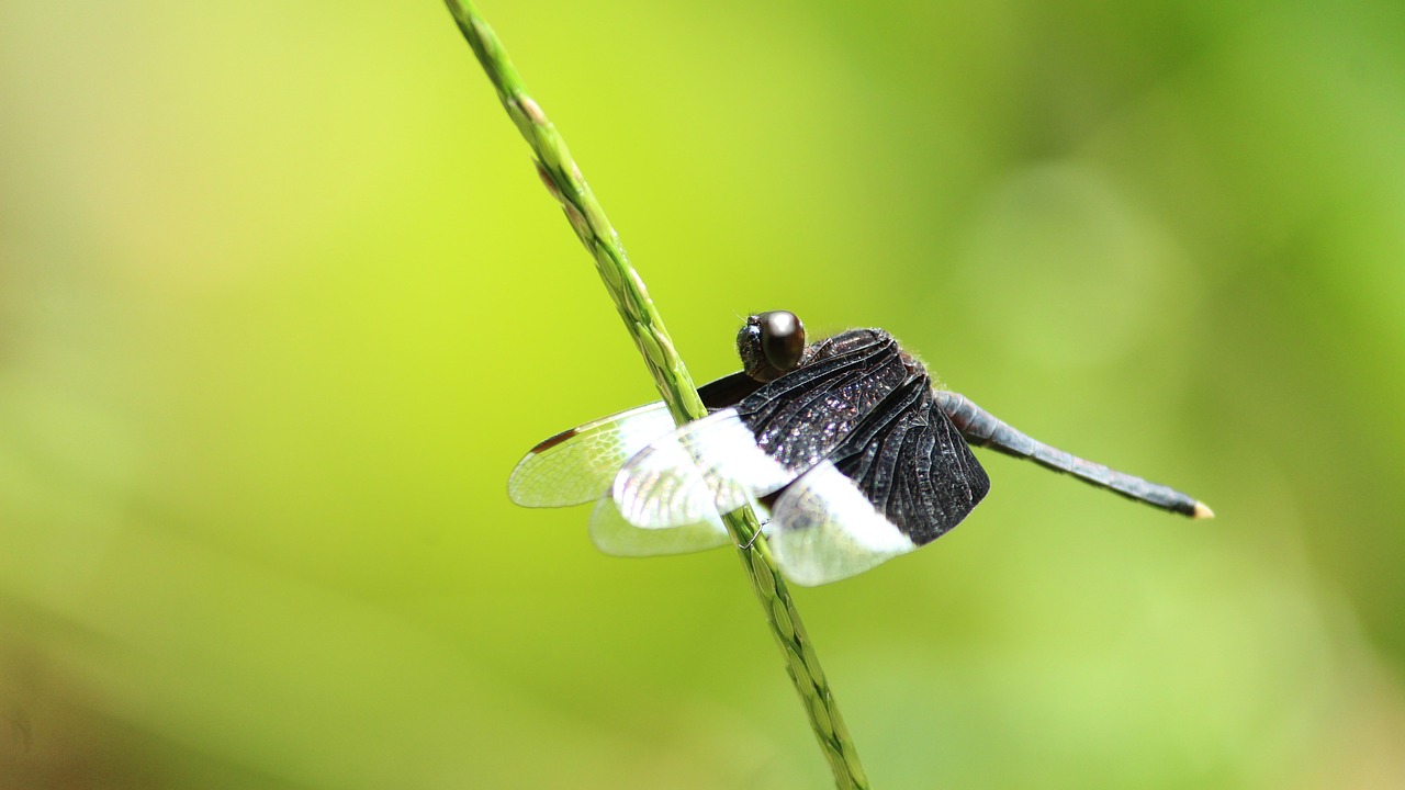 dragon fly  insect  nature free photo