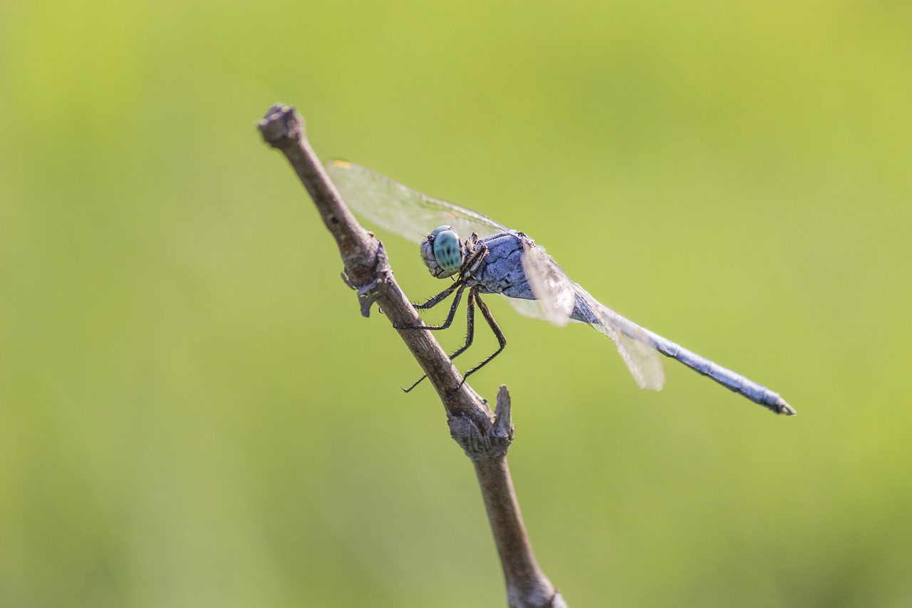 dragon fly  dragon  insect free photo
