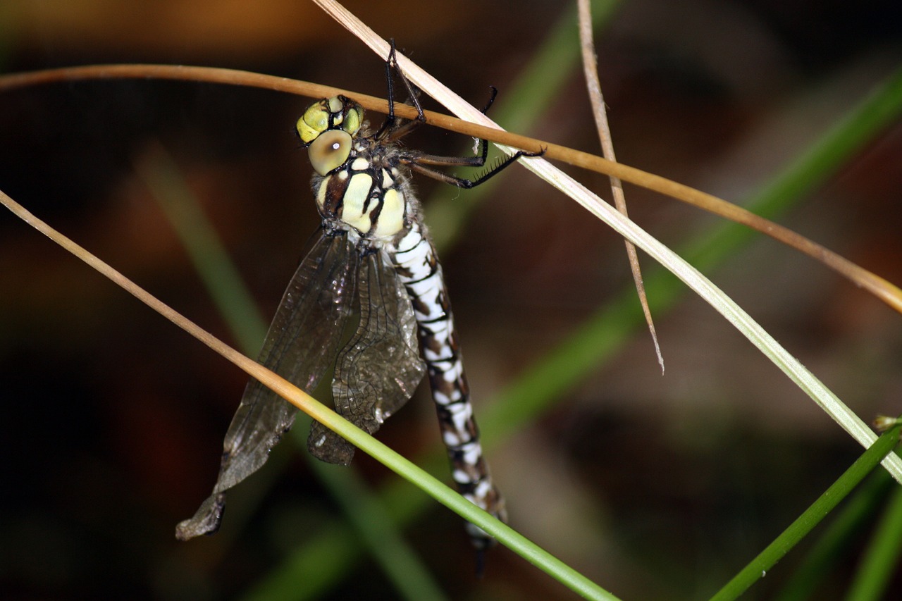 dragon-fly pollution deformed wings free photo
