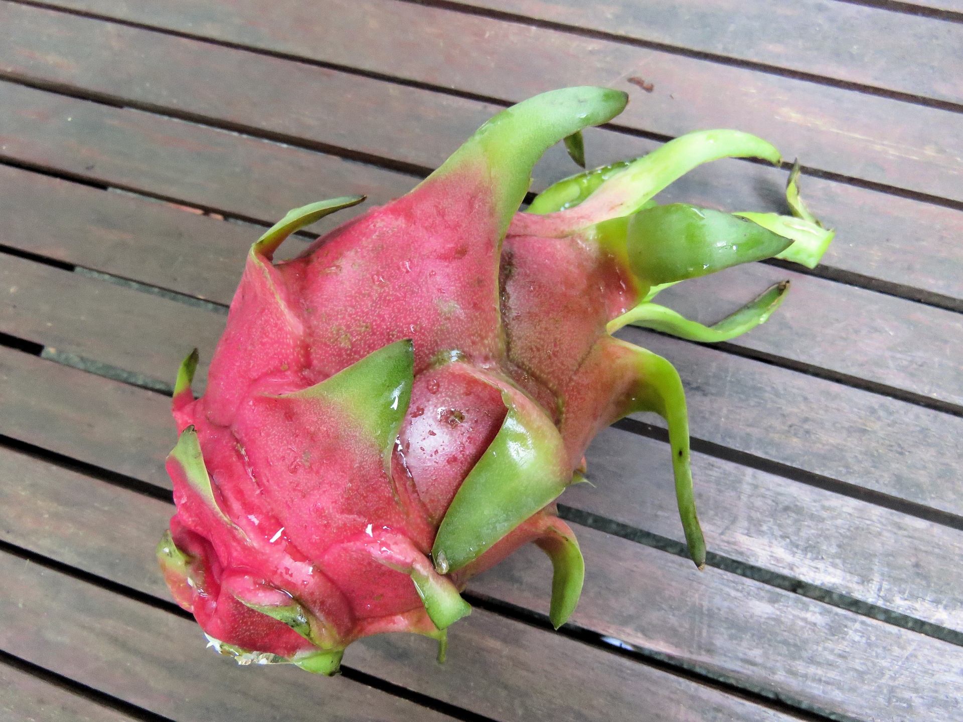 dragon fruit closeup free photo