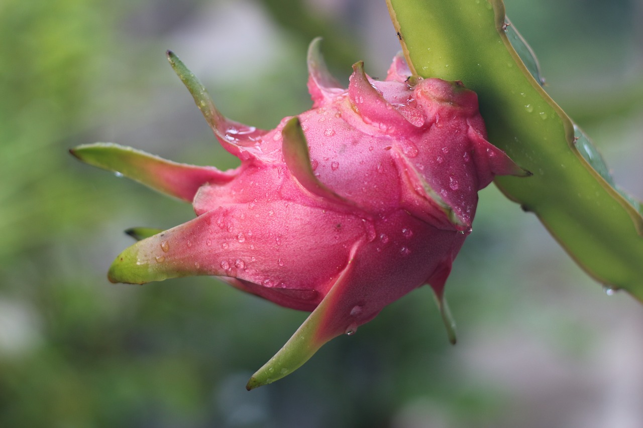 dragon fruit  fruit  pink free photo