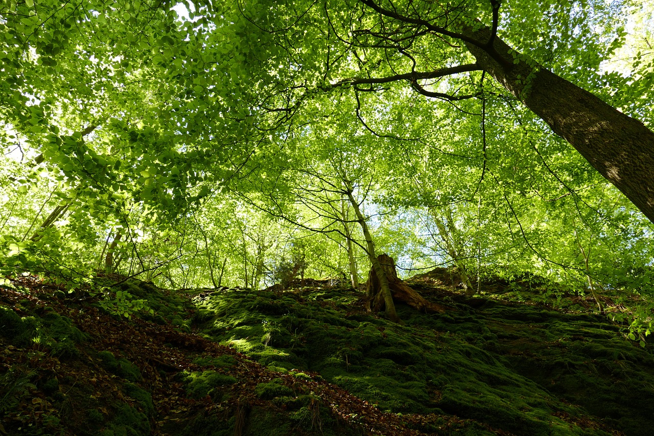 dragon gorge rock moss free photo