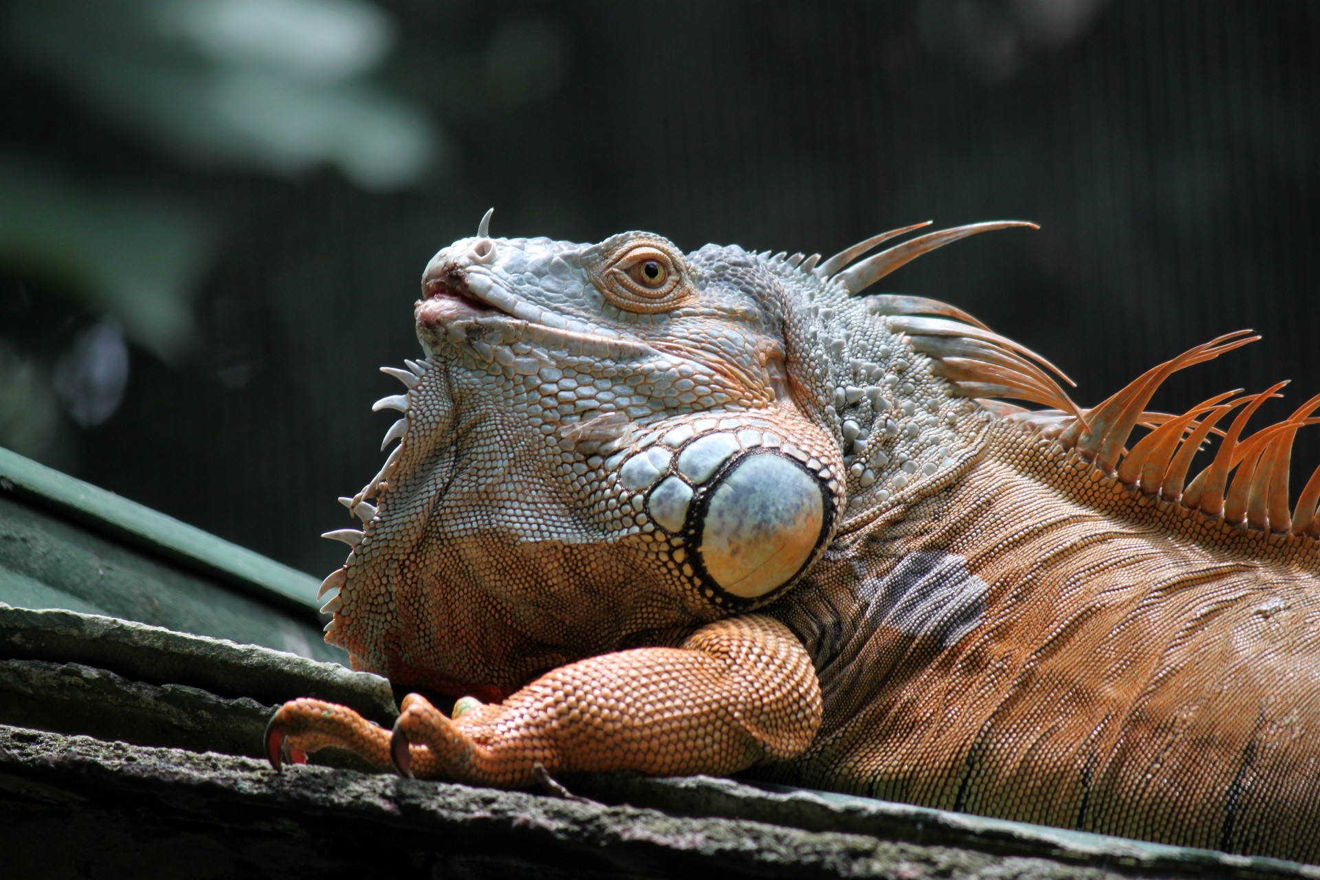 dragon lizard lying free photo