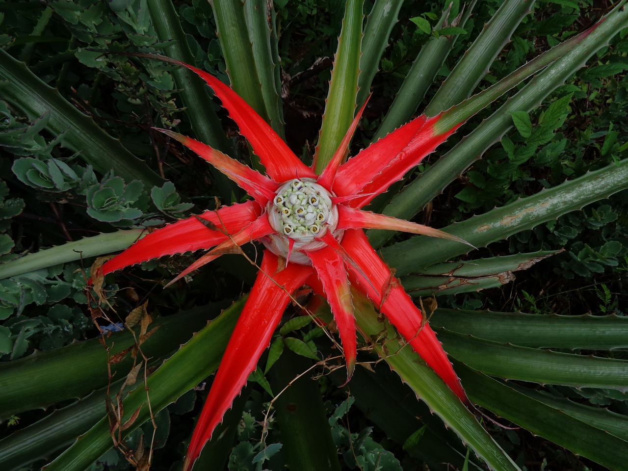 dragon plant blossom flower free photo