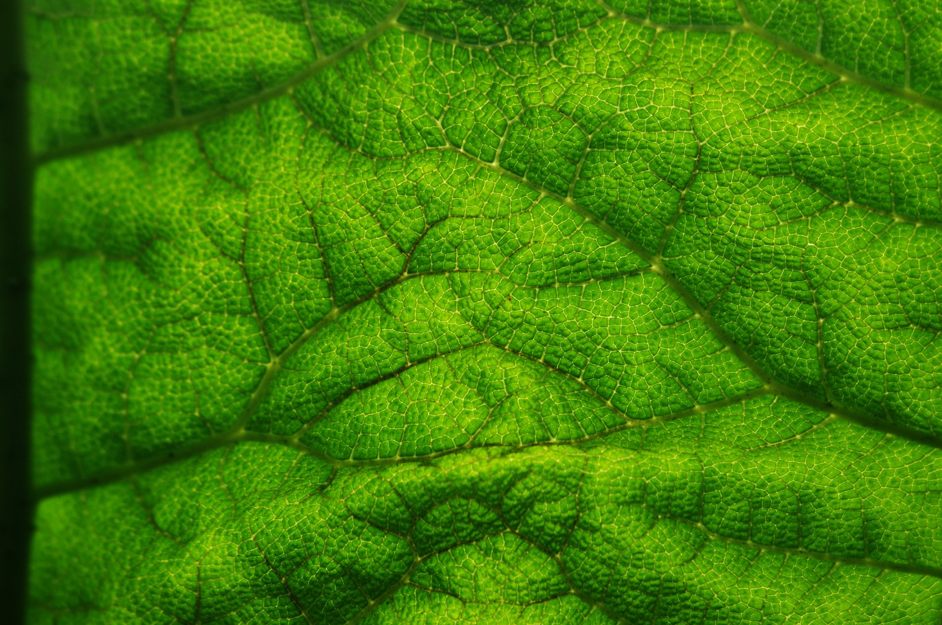 macro detail plant free photo