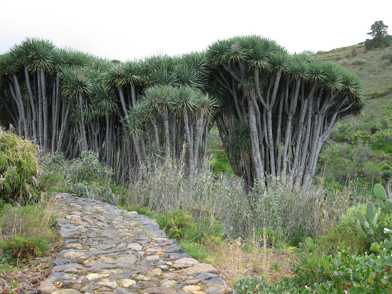 dragon tree la palma hiking free photo