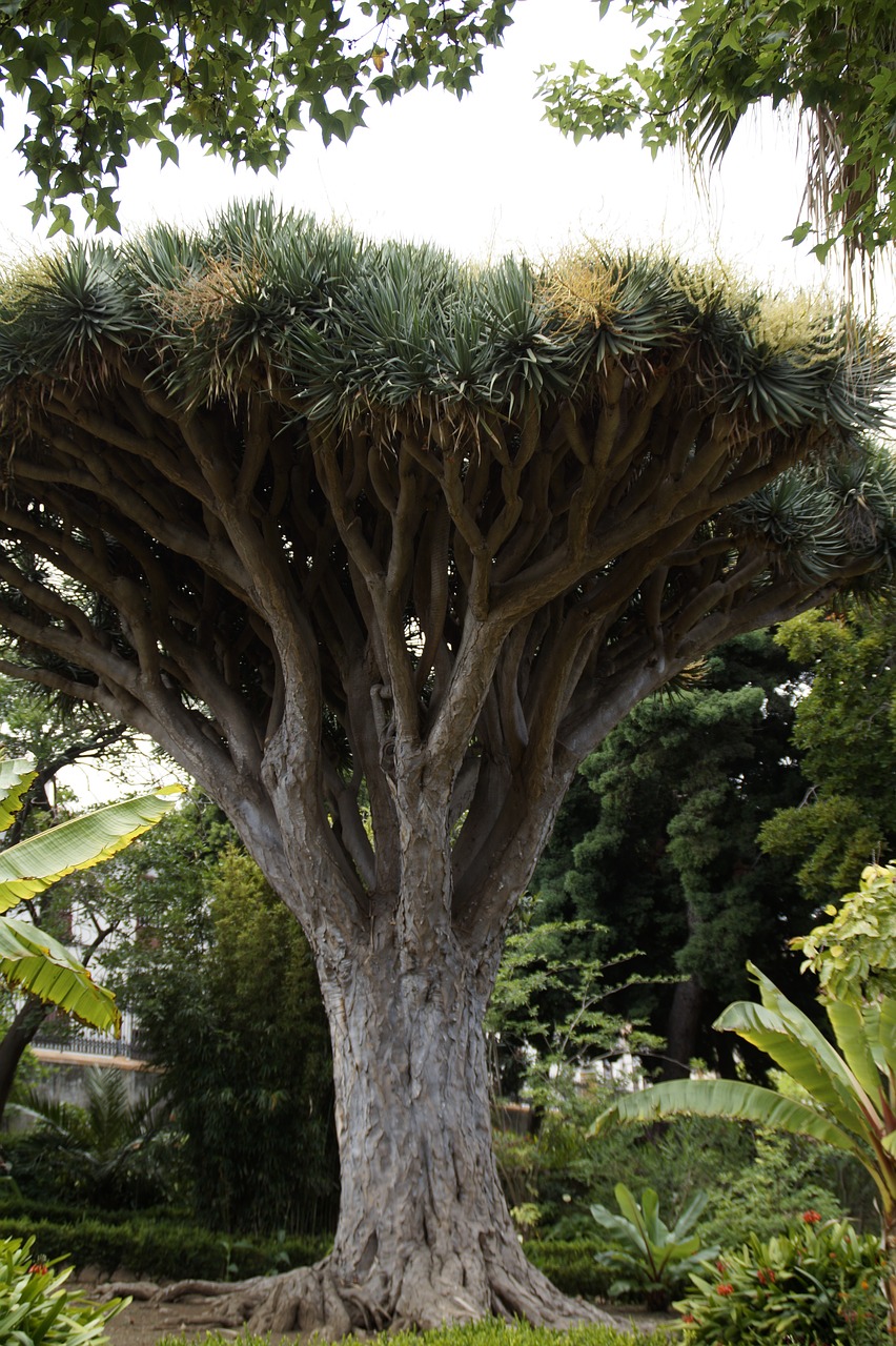 dragon tree tree tenerife free photo