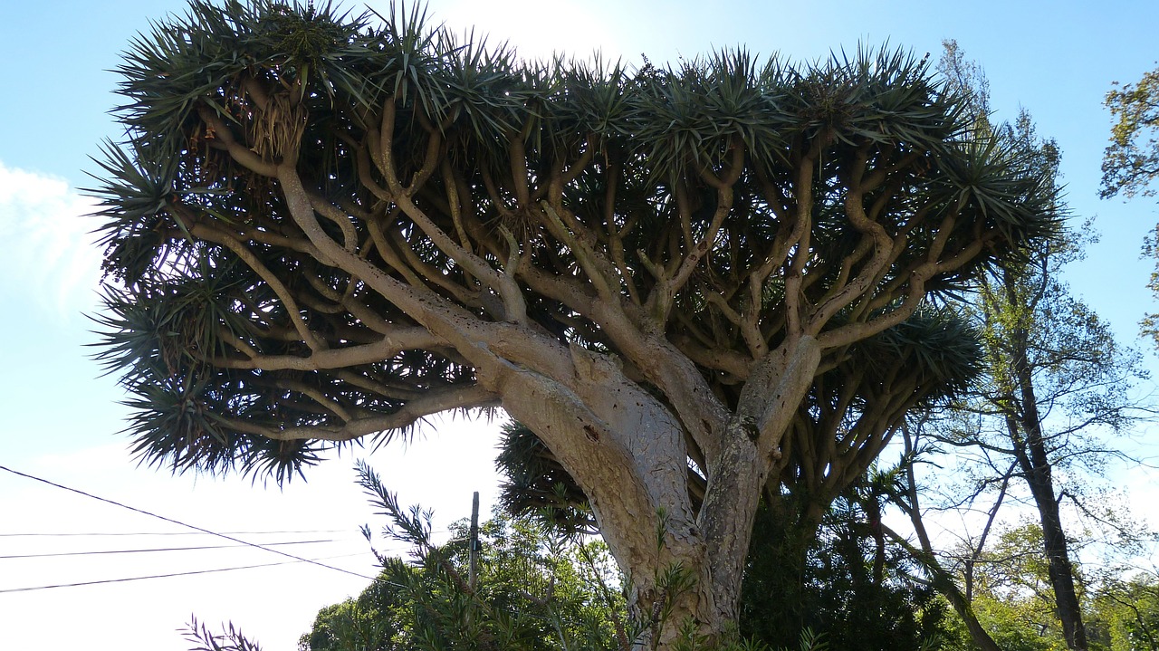 dragon tree madeira portugal free photo