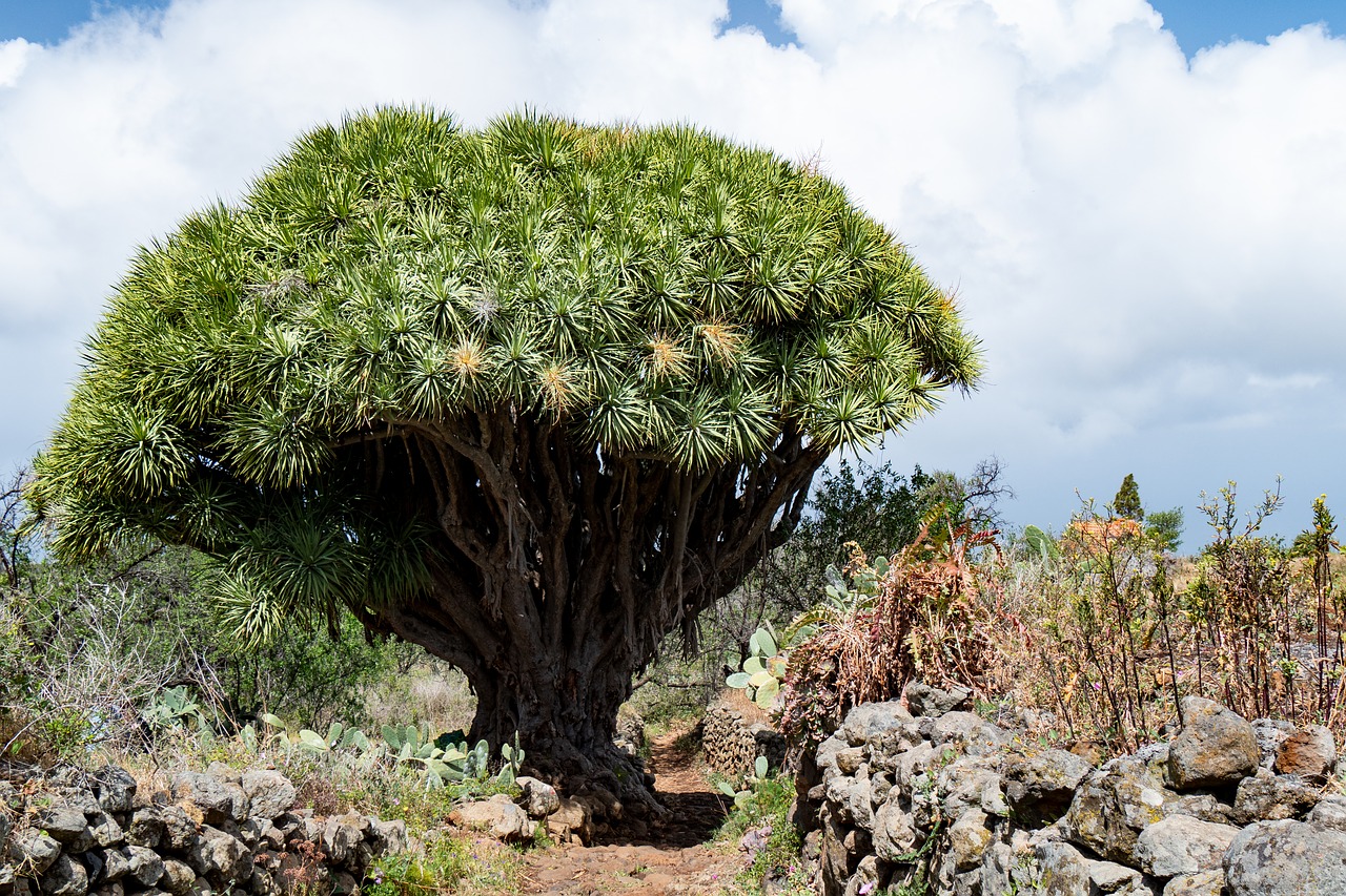 dragon tree  tree  tenerife free photo