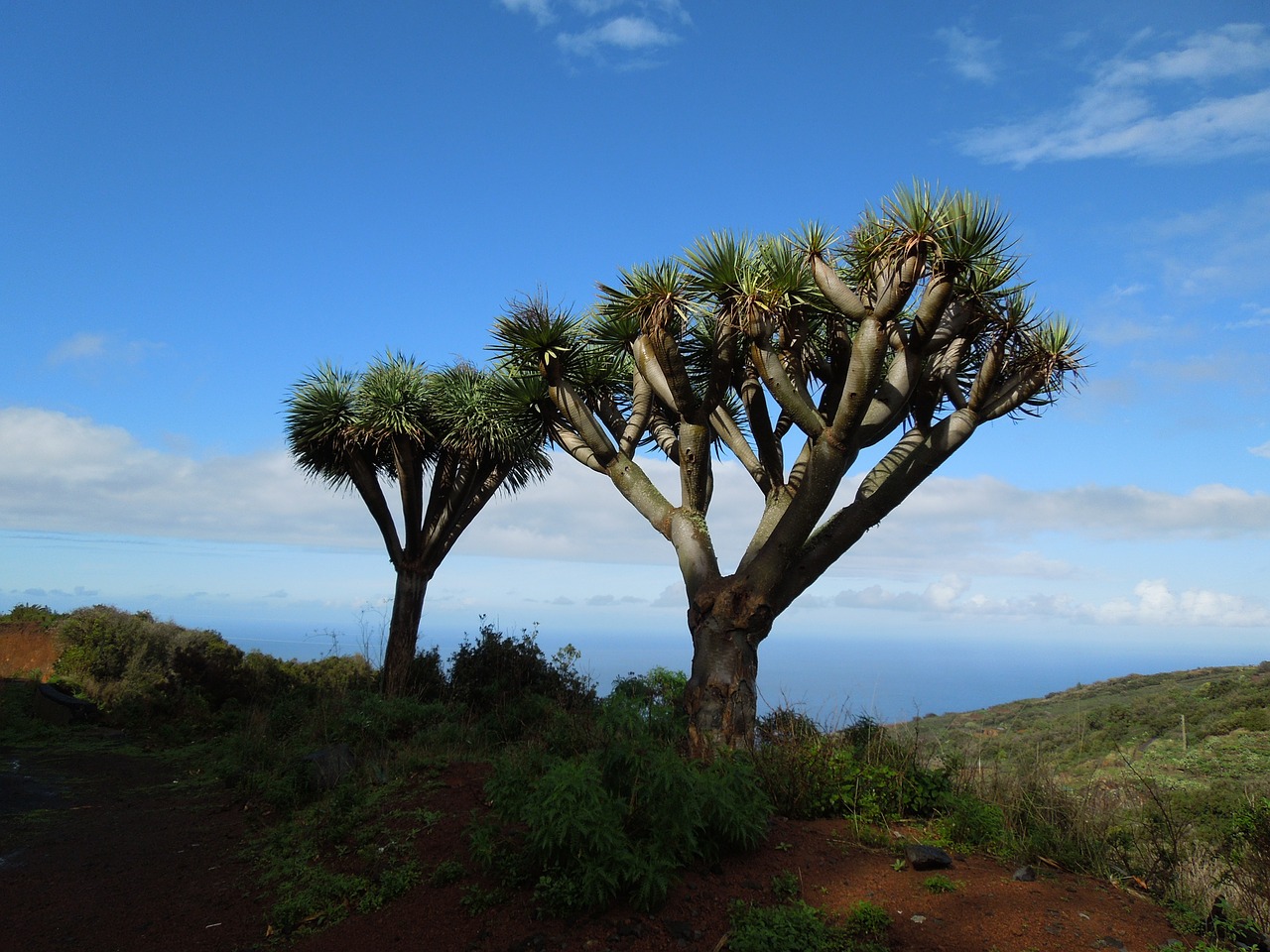 dragon tree la palma nature free photo