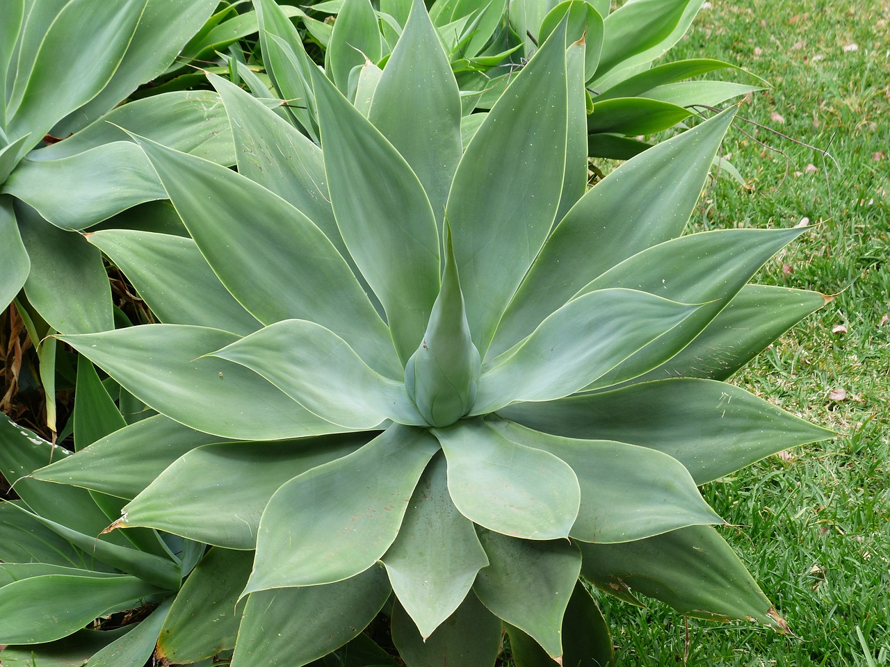 dragon tree-agave leaves plant free photo