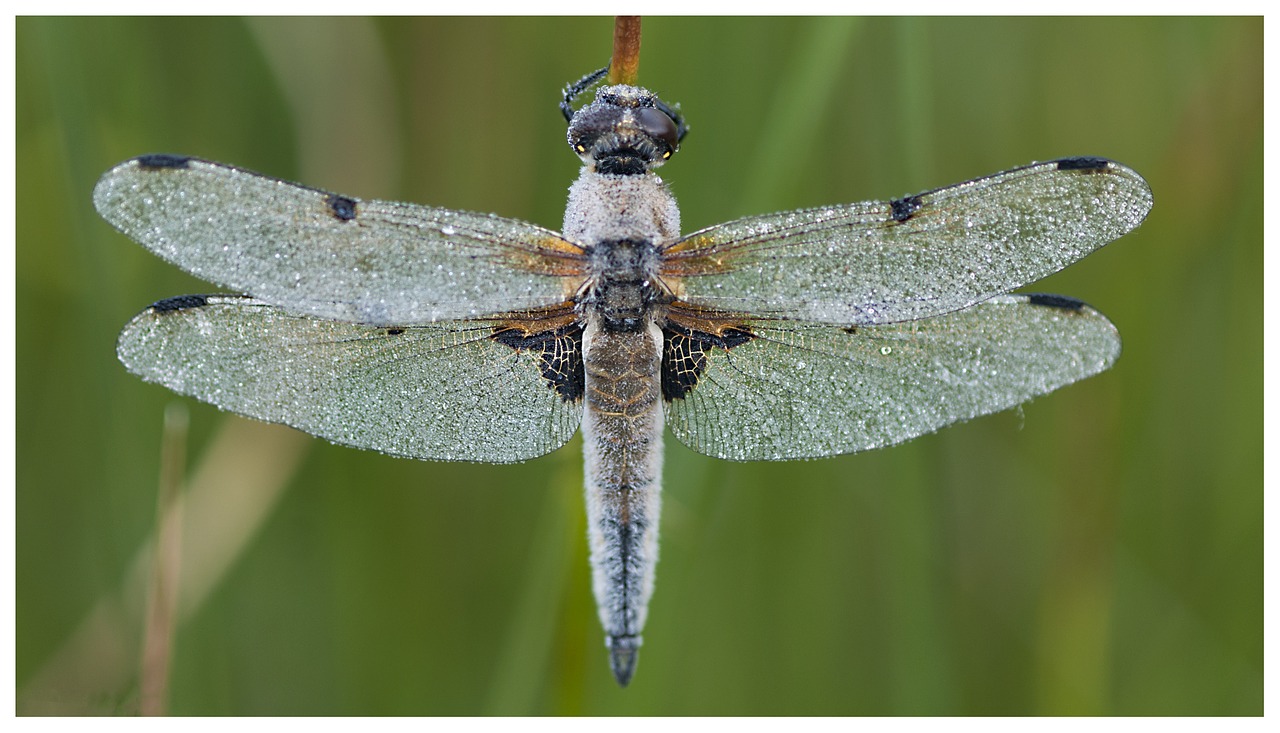 dragonfly torfbroek nature free photo