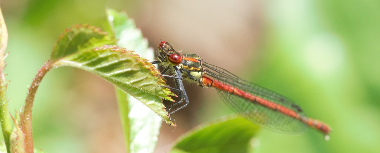 dragonflies macro nature free photo