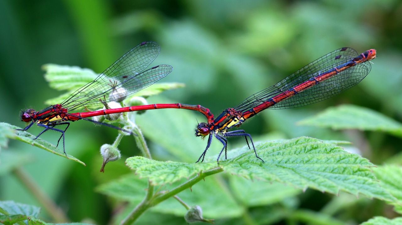 dragonflies odonata early adonis maiden free photo