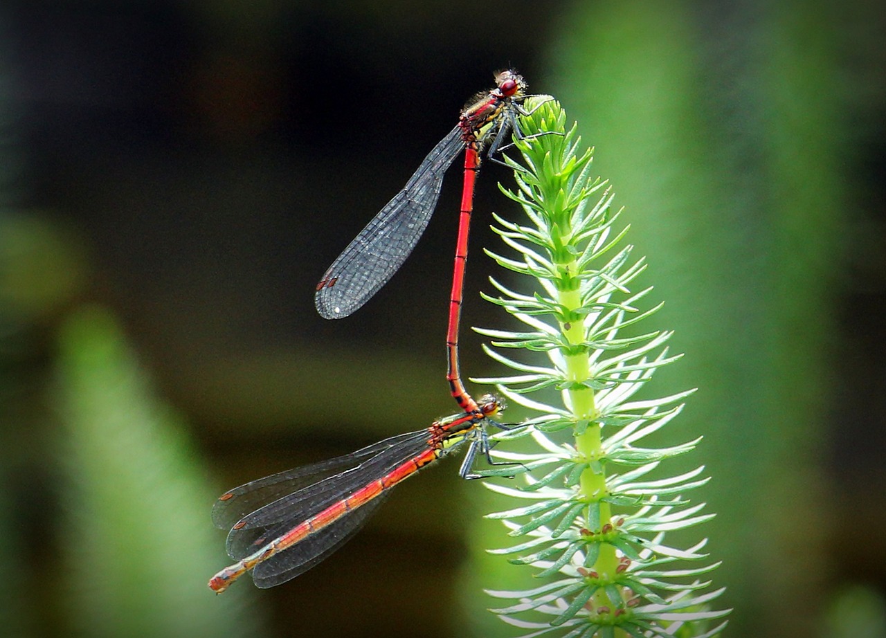 dragonflies dragonflies mating pairing free photo