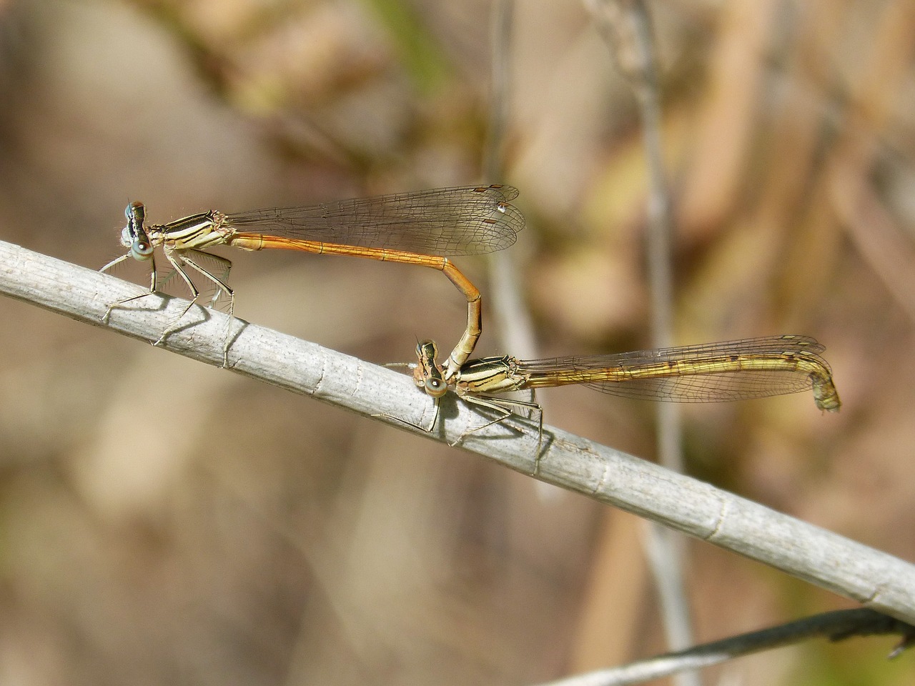 dragonflies reproduction copulation free photo
