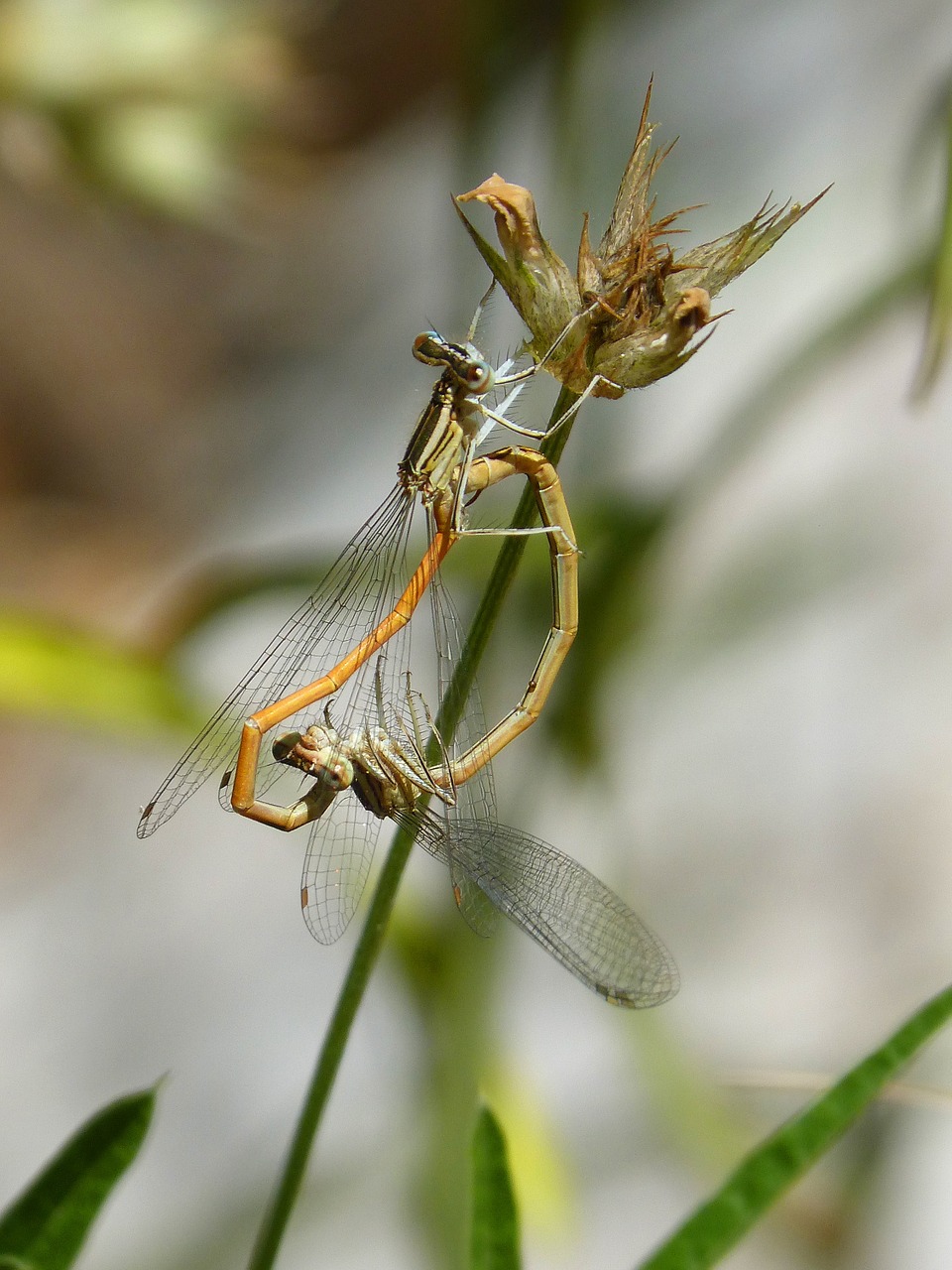 dragonflies reproduction copulation free photo