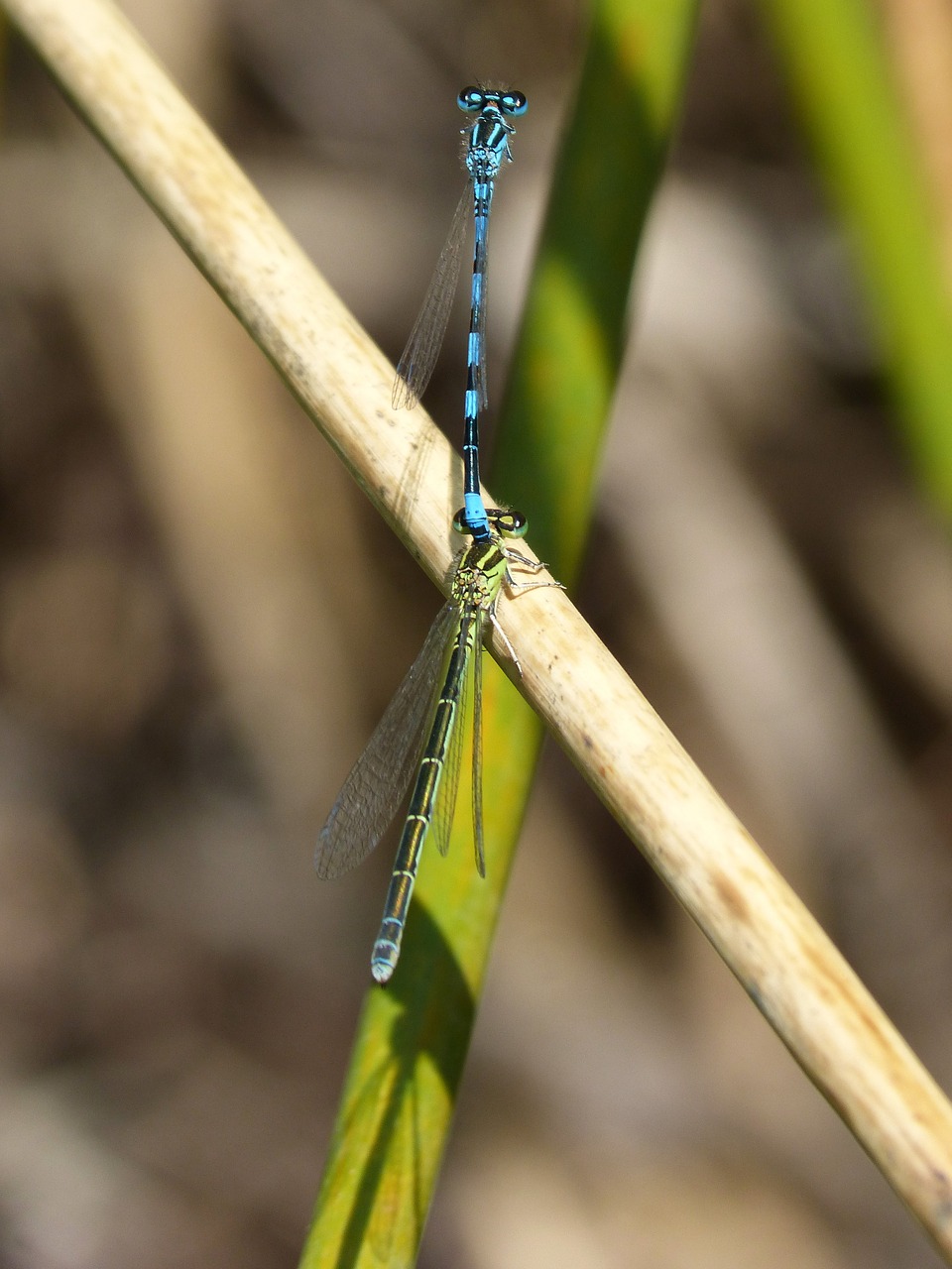 dragonflies insect breeding copulation free photo