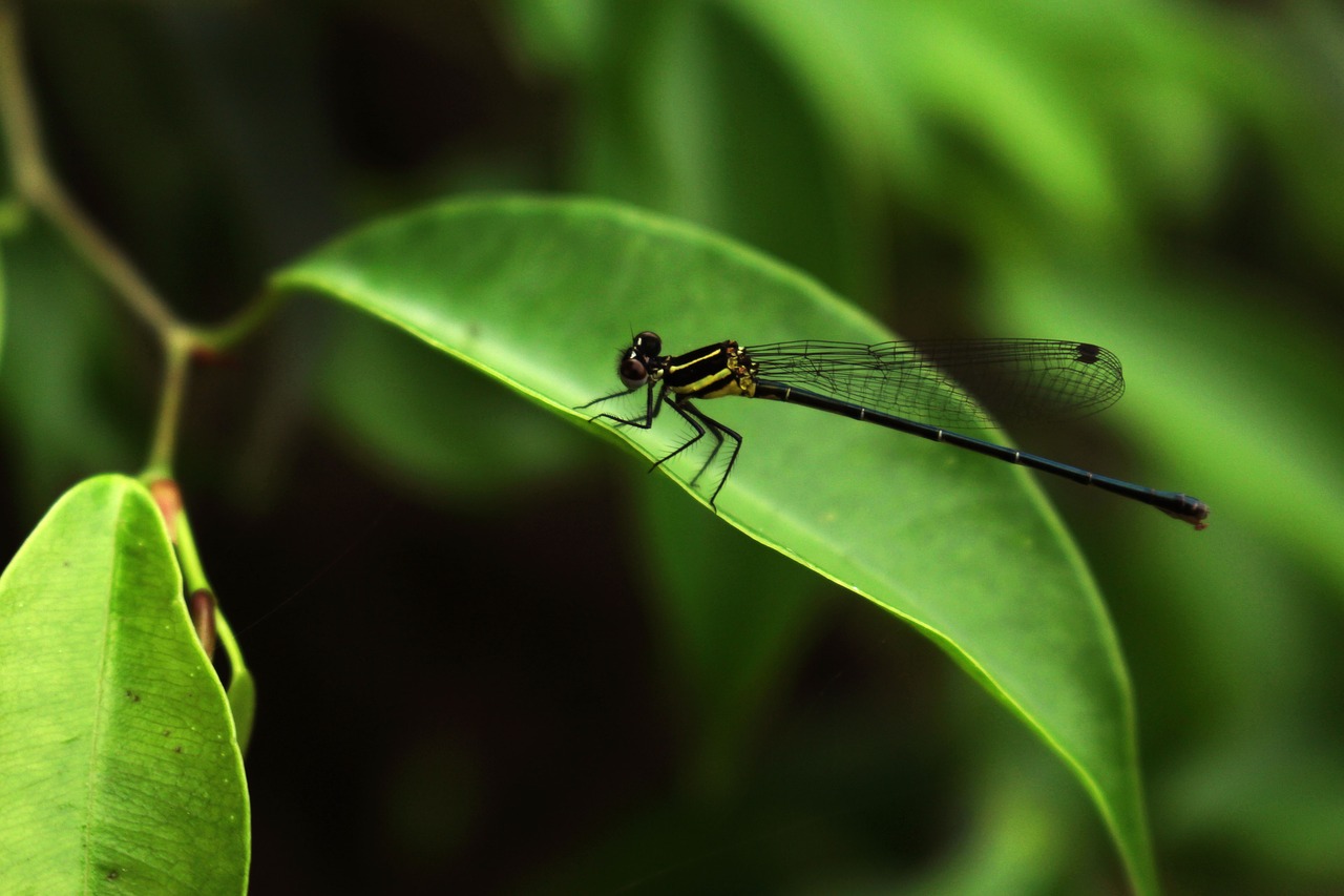 dragonflies green nature free photo