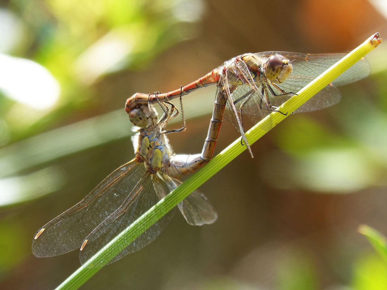 dragonflies copulation dragonflies mating free photo