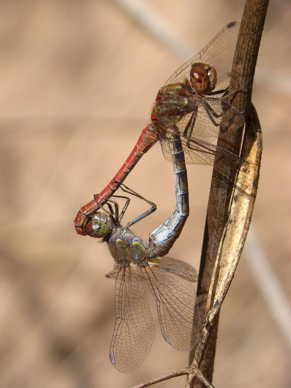 dragonflies couple copulation free photo